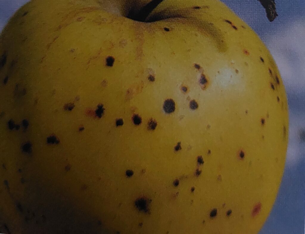 Apfelschorf – befallene Frucht bei der Lagerung