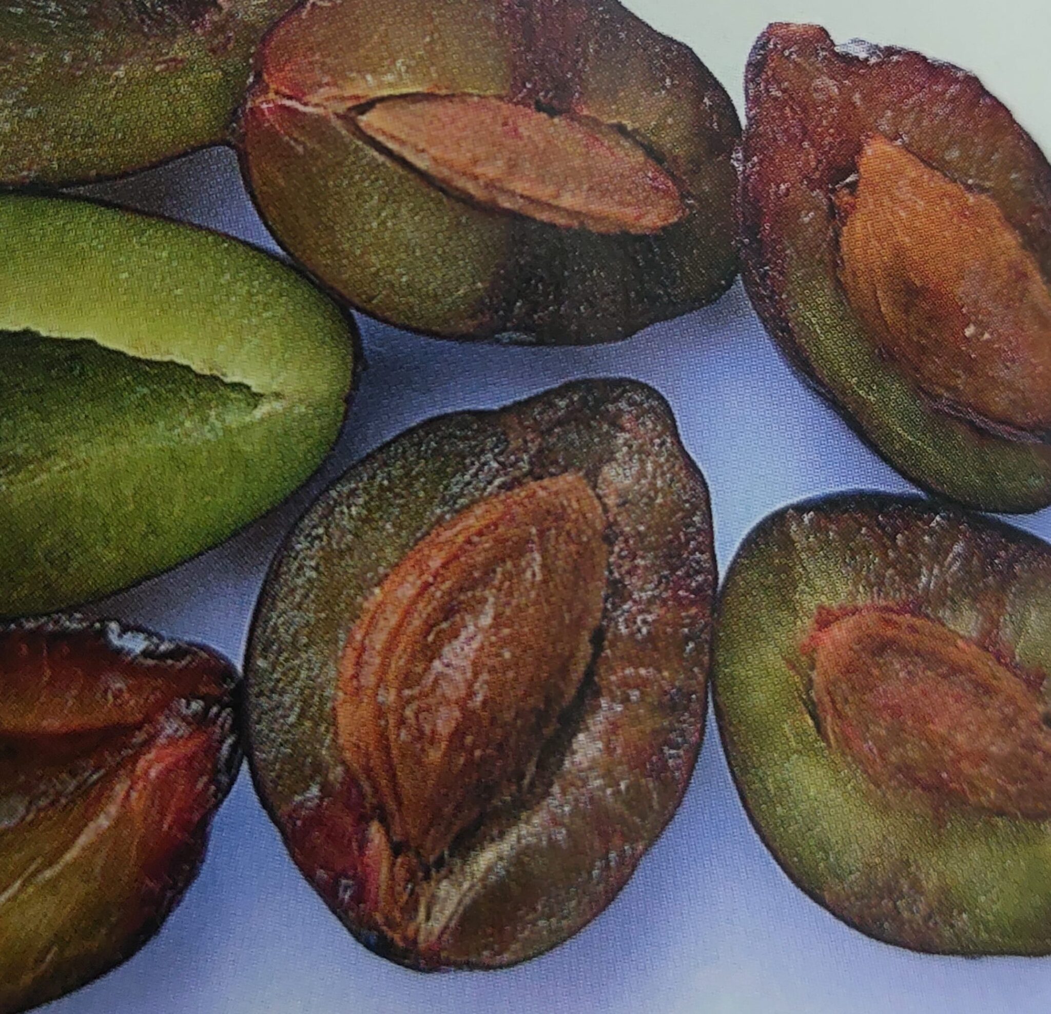 Scharka – Flecken im Inneren der Pflaumenfrüchte