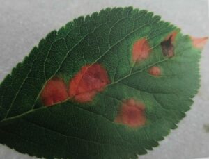 Rote Blattfleckenkrankheit der Pflaume