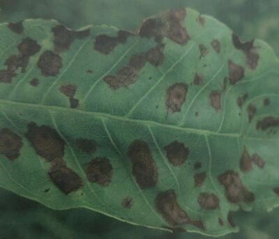 Anthraknose der Walnuss - Symptome am Blatt