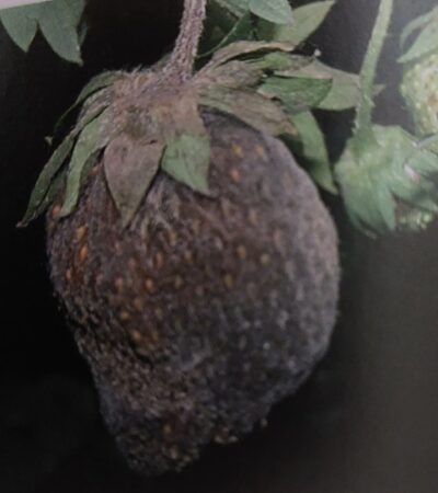 Grauschimmel an Erdbeeren
