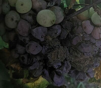 Grauschimmel an der Weinrebe