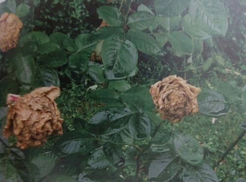 Grauschimmel an Rosen