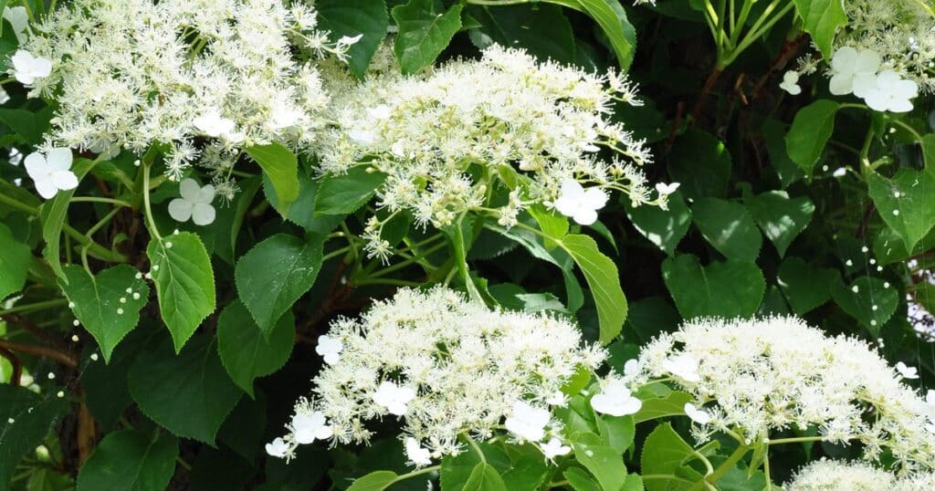 Kletterhortensie (Hydrangea petiolaris)