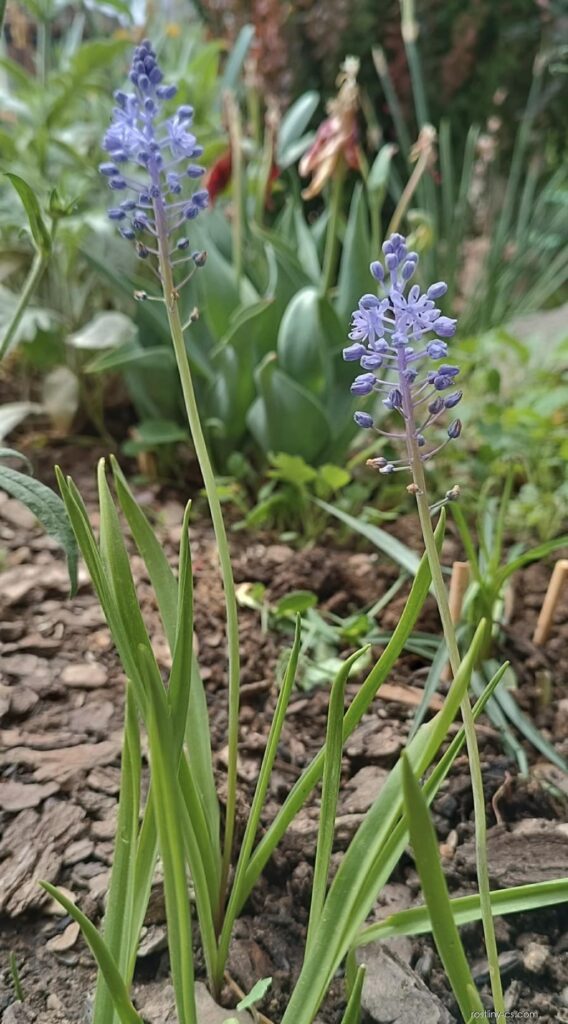 Scilla pratensis​