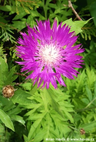 Weißliche Flockenblume (Centaurea dealbata)​