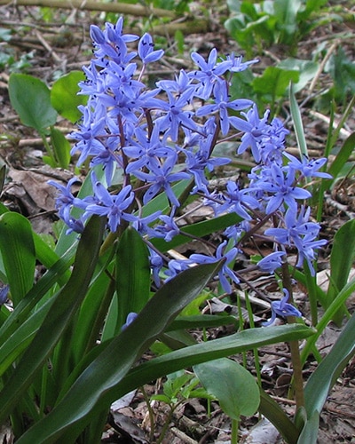 Zweiblättriger Blaustern (Scilla bifolia)