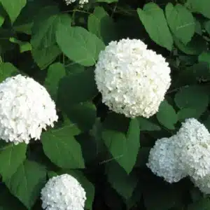 Schneeball-Hortensie (Hydrangea arborescens)
