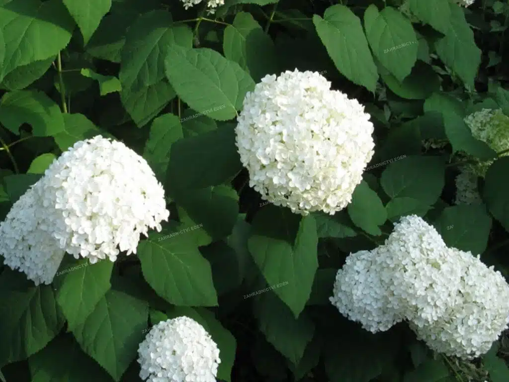 Strauchhortensie (Hydrangea arborescens)