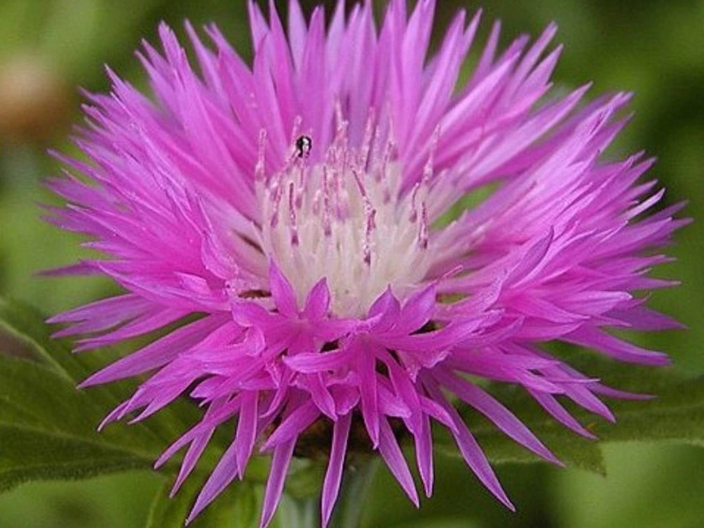 Schönste Flockenblume (Centaurea pulcherrima)