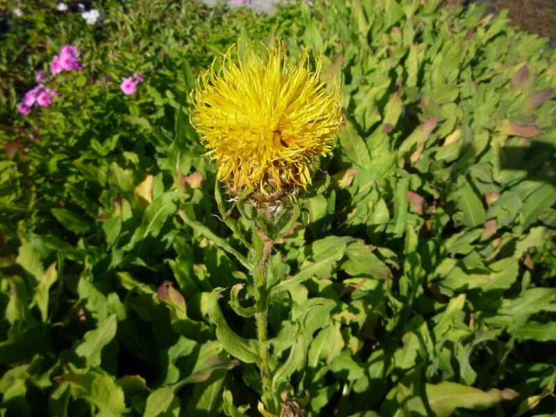 Großköpfige Flockenblume (Centaurea macrocephala)​