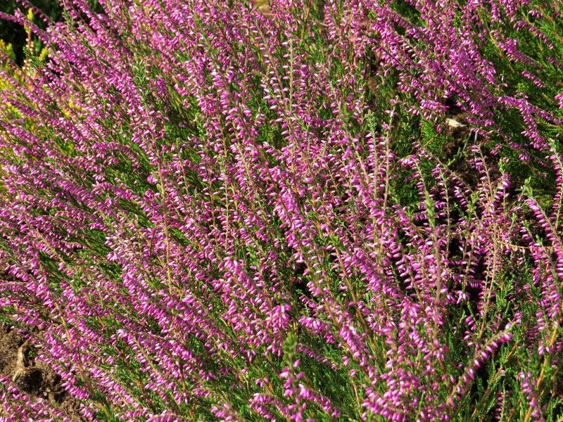 Heidekraut (Calluna vulgaris) ​