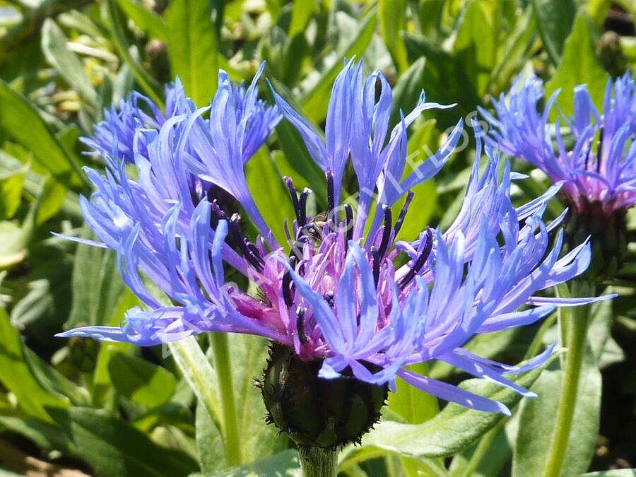 Bergflockenblume (Centaurea montana)​