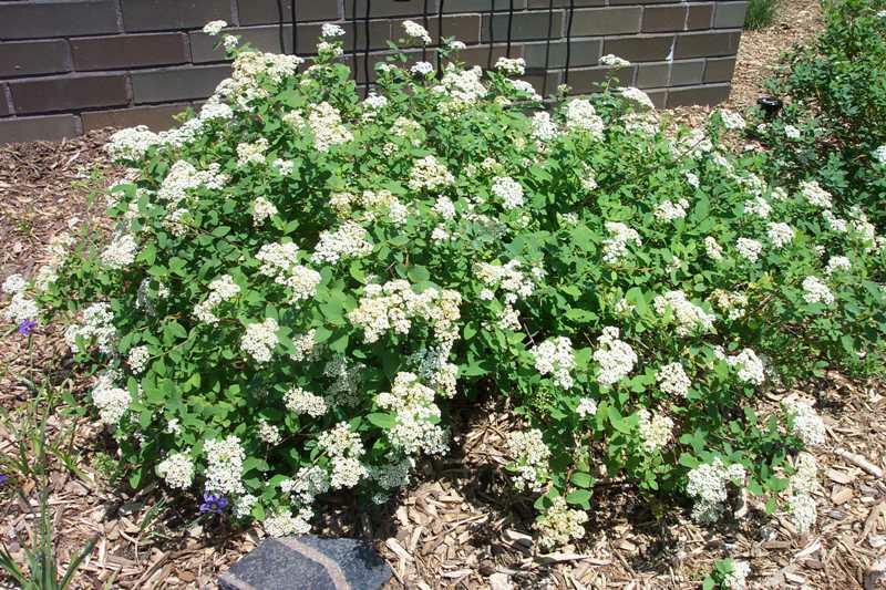 Kriechspiere (Spiraea decumbens)​