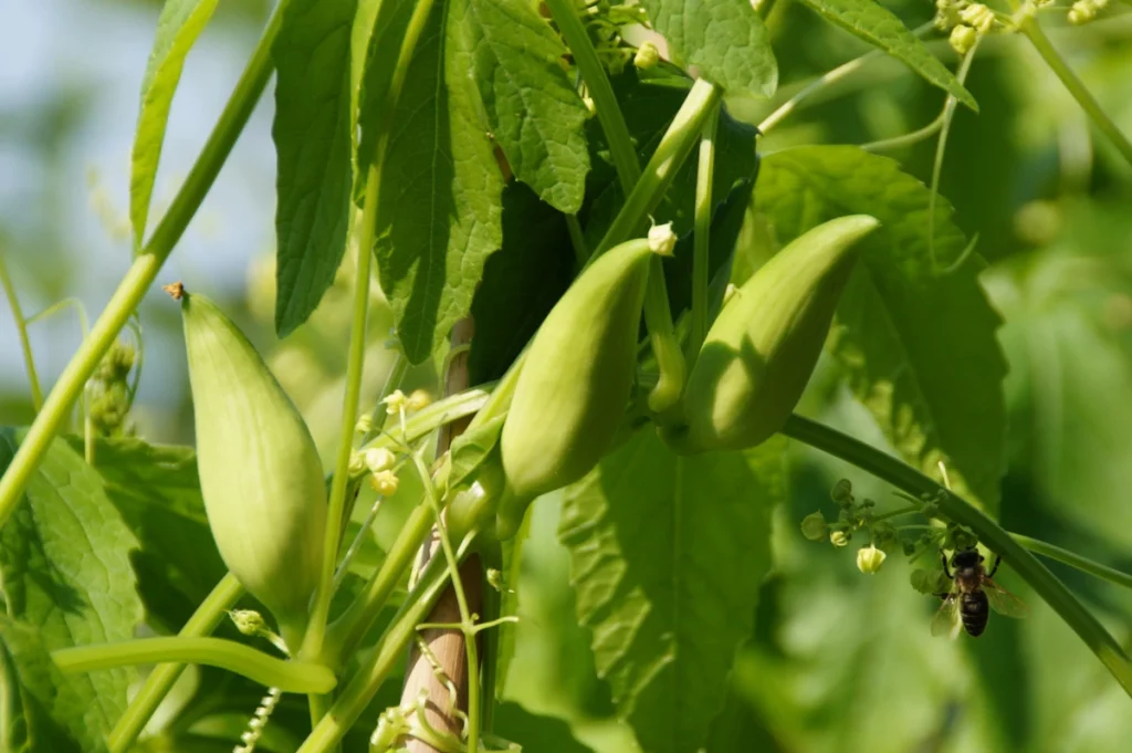 Achocha (Cyclanthera pedata)