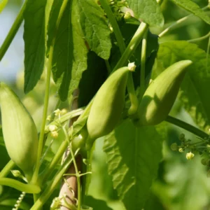 Achocha (Cyclanthera pedata)