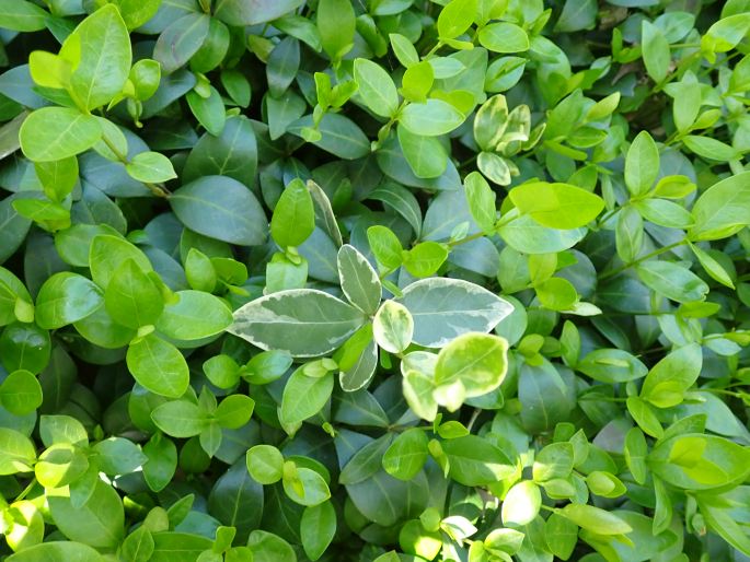 Kleines Immergrün (Vinca minor)
