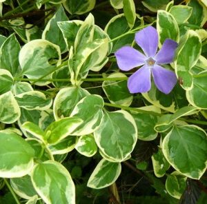 Großes Immergrün (Vinca major)