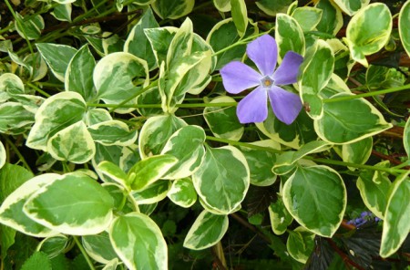 Großes Immergrün (Vinca major)