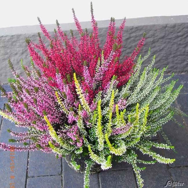 Heidekraut (Calluna vulgaris) ​