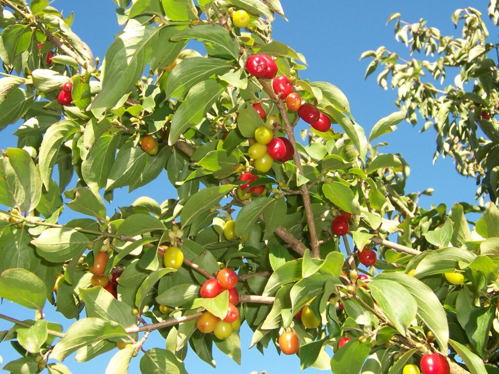 Kornelkirsche (Cornus mas)​