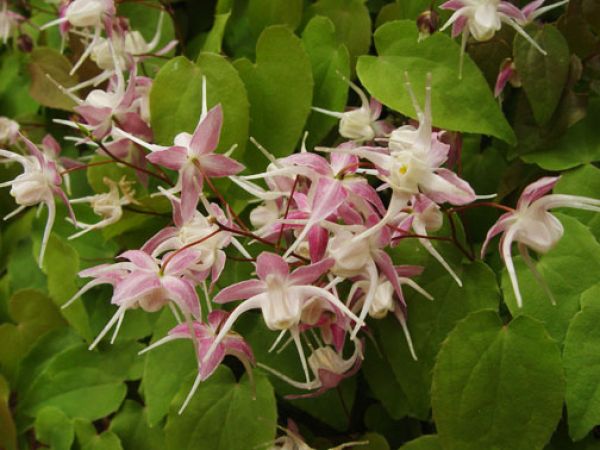 Großblumige Elfenblume Epimedium grandiflorum