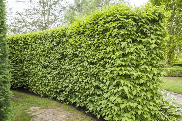 Kornelkirsche (Cornus mas)​