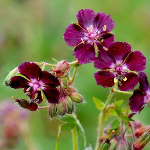 Brauner Storchschnabel - Geranium phaeum