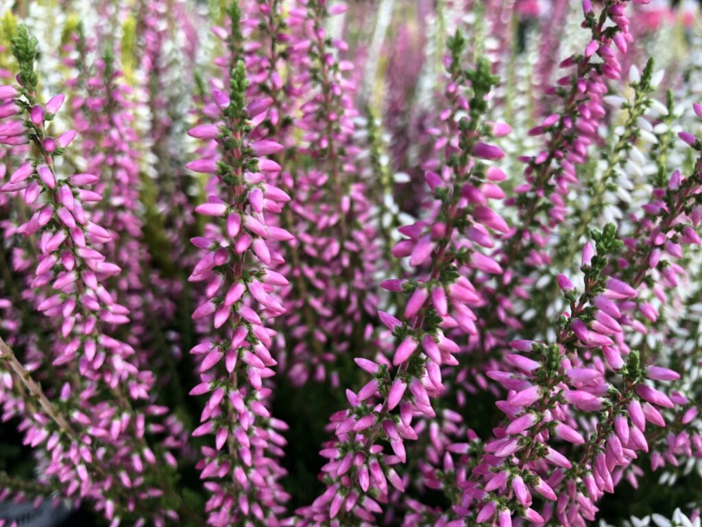 Besenheide (Calluna vulgaris) ​