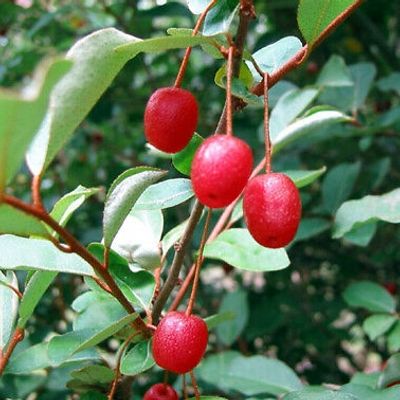 Herbst-Ölweide - Elaeagnus umbellata