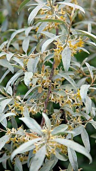 Silber-Ölweide - Elaeagnus commutata