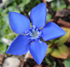 Frühlings-Enzian - Gentiana verna