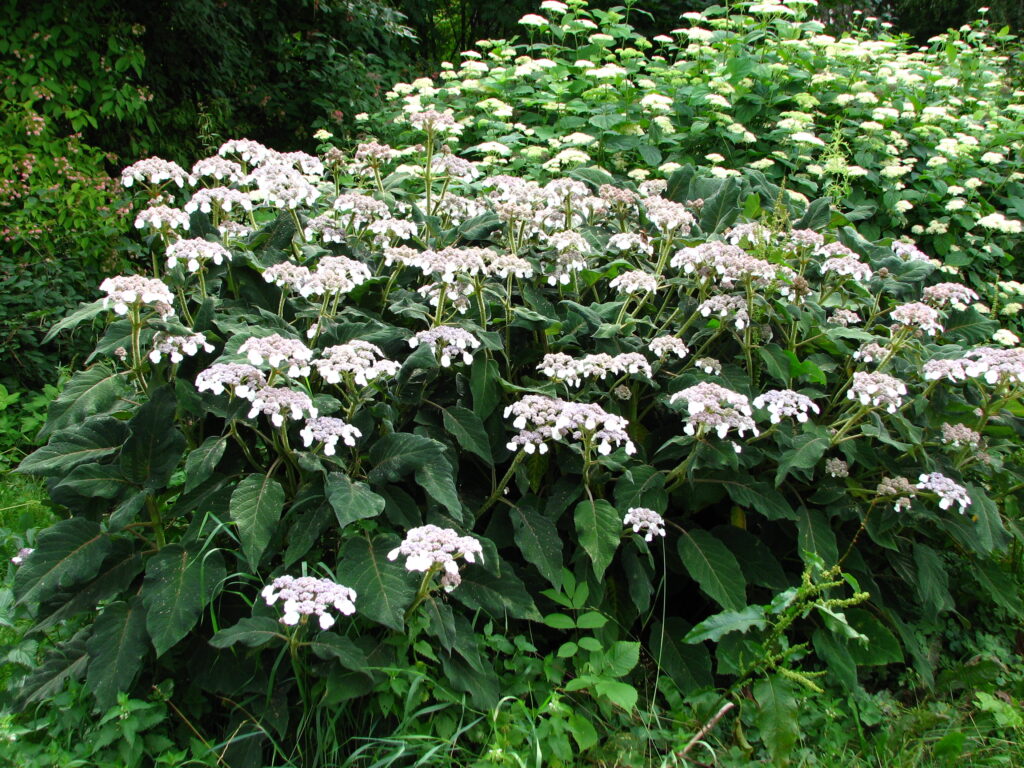 Rauhblättrige Hortensie (Hydrangea aspera ssp. sargentiana)