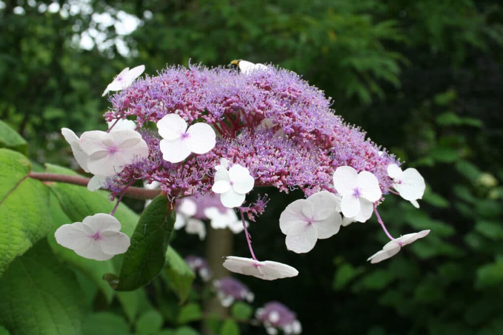 Rauhblättrige Hortensie (Hydrangea aspera)