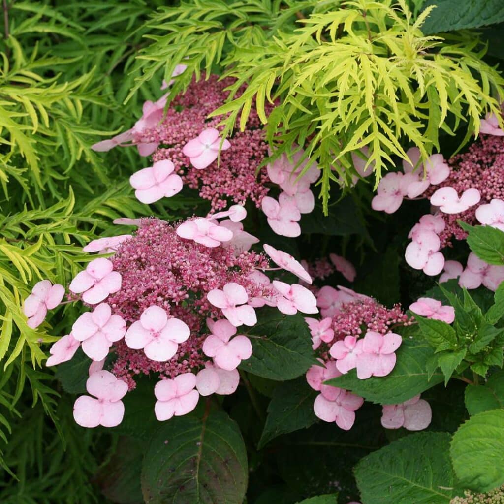 Sägeblatt-Hortensie (Hydrangea serrata)