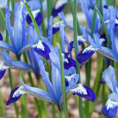 Netz-Schwertlilie - Iris reticulata