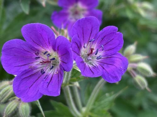 Waldstorchschnabel - Geranium sylvaticum