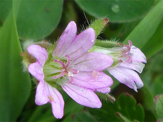 Kleiner Storchschnabel - Geranium pusillum