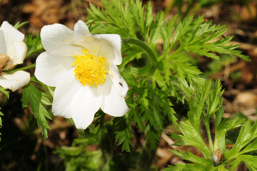 Alpen-Küchenschelle (Pulsatilla alpina)