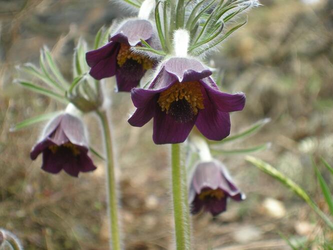Küchenschelle (Pulsatilla pratensis)
