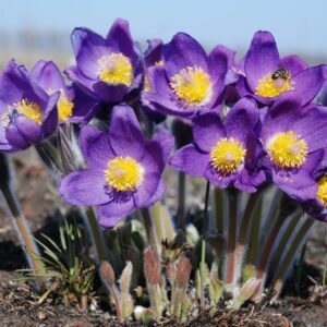 Finger-Küchenschelle (Pulsatilla patens) mit hellvioletten weit geöffneten Blüten