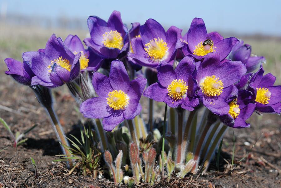 Küchenschelle geöffnet (Pulsatilla patens)