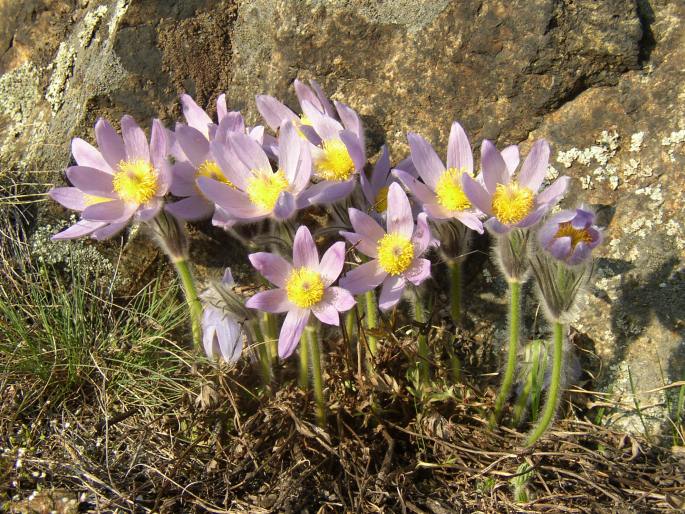 Große Küchenschelle (Pulsatilla grandis)