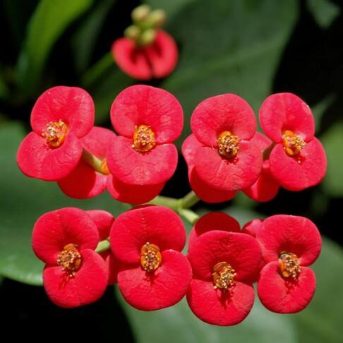 Christusdorn (Euphorbia milii)