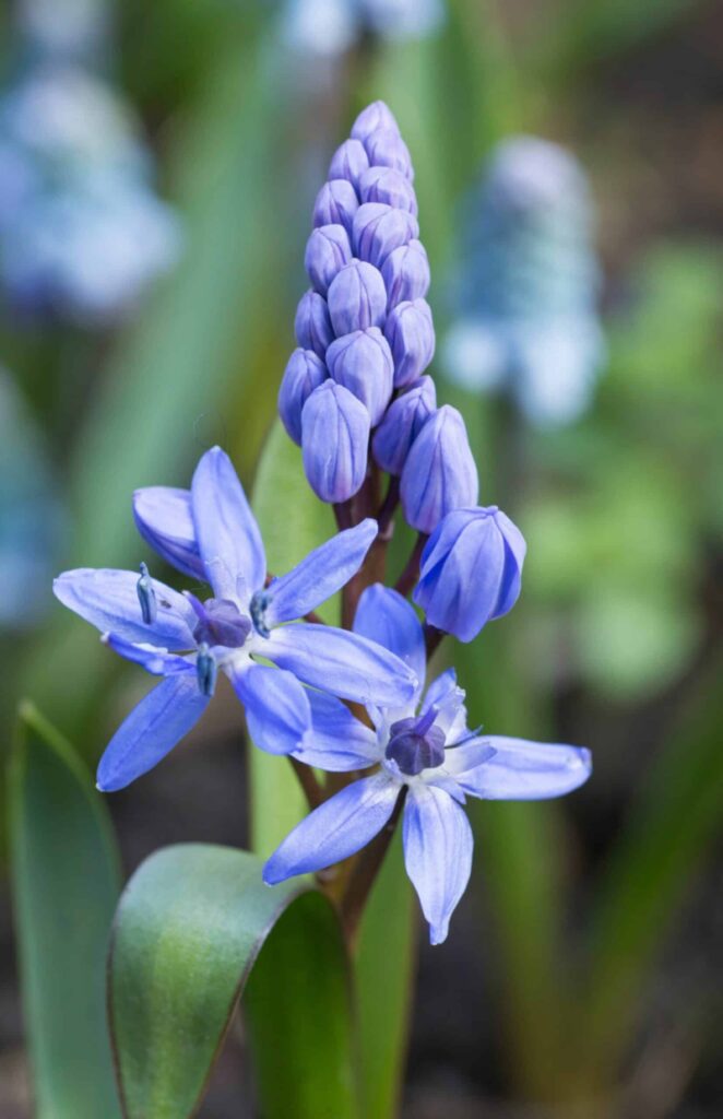 Zweiblättriger Blaustern - Scilla bifolia