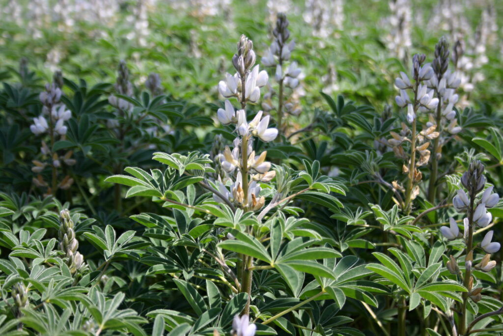 Weiße Lupine (Lupinus albus)