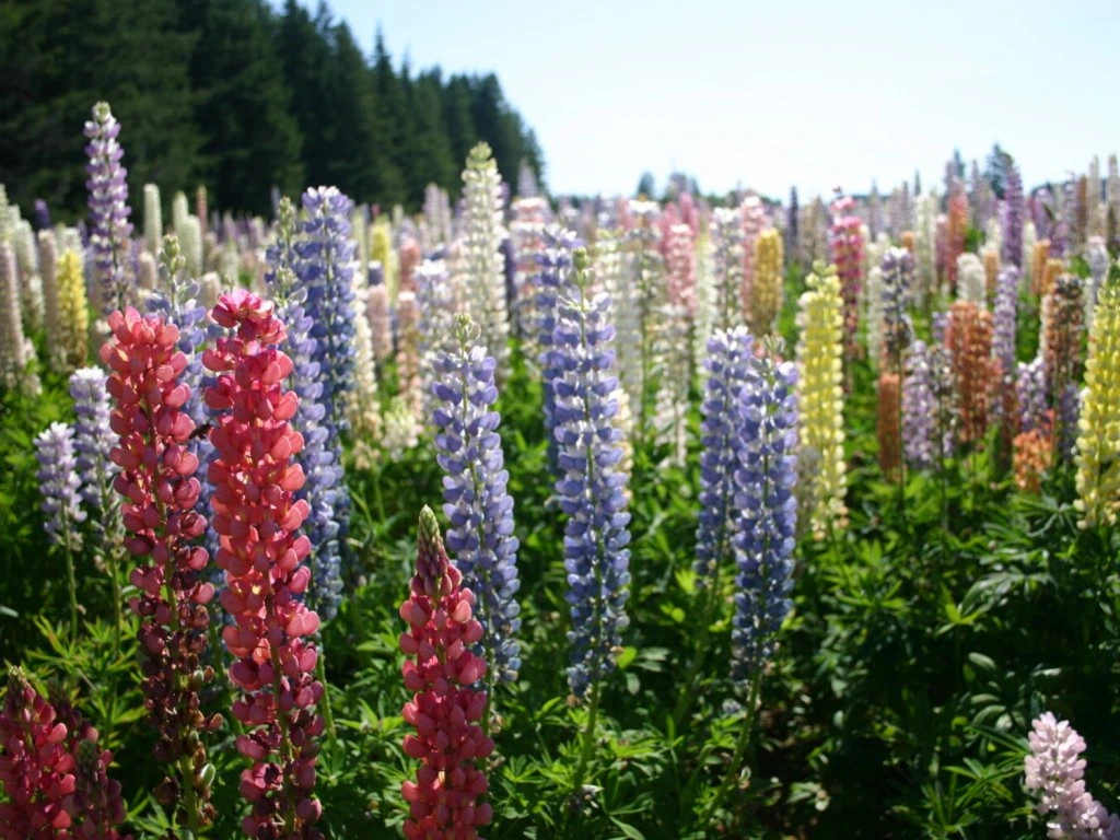 Vielblättrige Lupine (Lupinus polyphyllus)