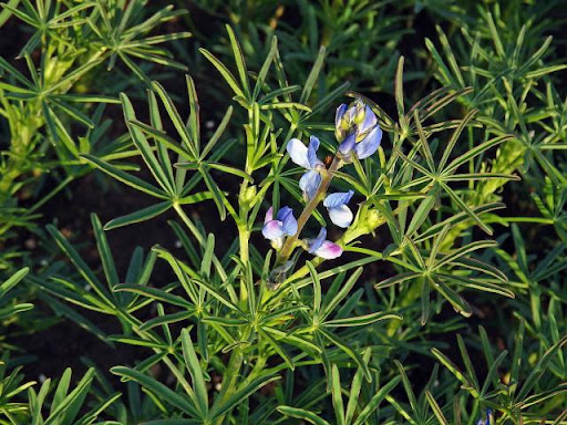 Schmalblättrige Lupine (Lupinus angustifolius)
