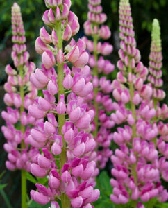Lupine, Wolfsbohne (Lupinus)
