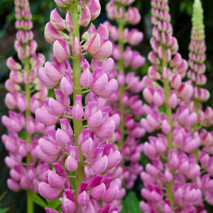 Rosa Blütentrauben der Lupine (Wolfsbohne, Lupinus) in Nahaufnahme